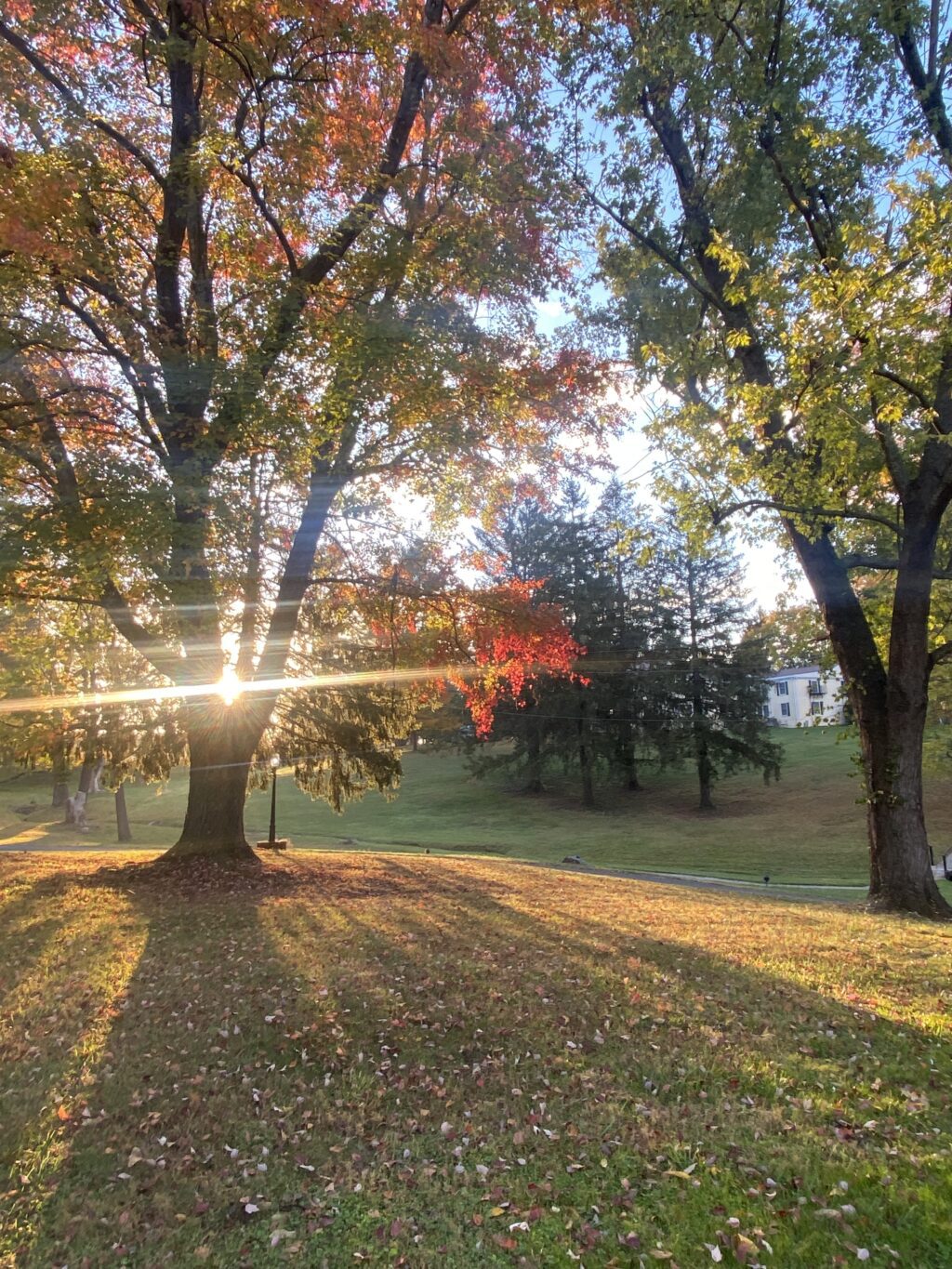 A sunlit forest scene with a small red birdhouse hanging from a tree branch, surrounded by greenery and a wooden fence in the background.